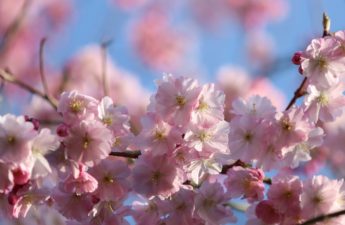 plum blossom, flowers, spring