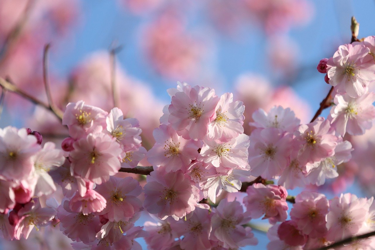 plum blossom, flowers, spring