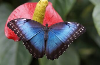 blue morpho, butterfly, flower-784979.jpg